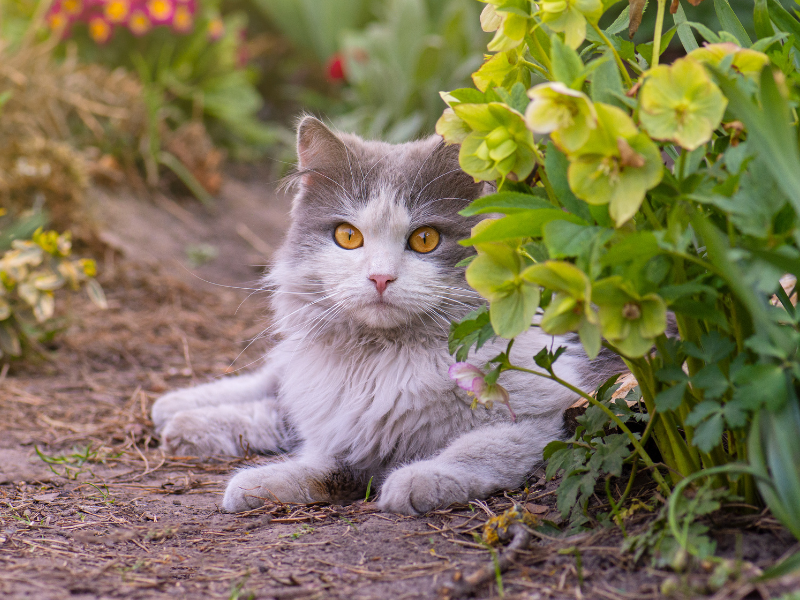 I Gatti e le Loro Nove Vite: Miti e Verità I Gatti e le Loro Nove Vite: Miti e Verità